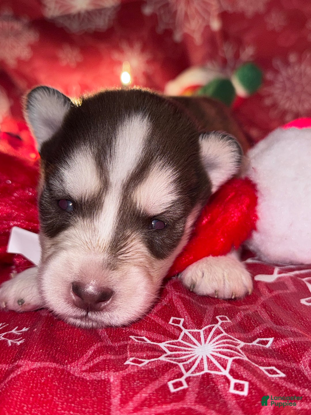 Siberian Husky dogs for sale: RED - Ad 1