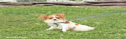 Papillon dogs for sale: Quinto - Ad 7