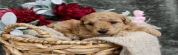 Miniature Poodle dogs for sale: Winnie- AKC Mini Poodle Girl in NC - Ad 1