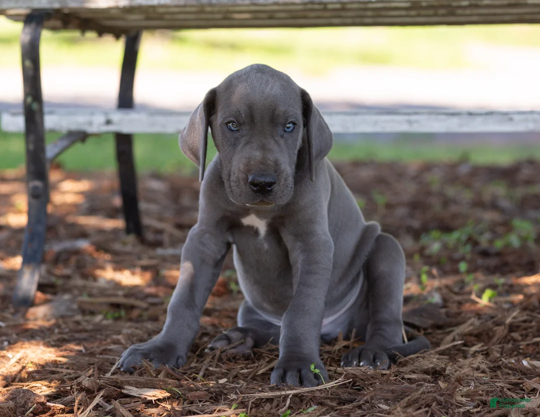 Great Dane dogs for sale: Axel - Ad 1
