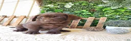 Labrador Retriever dogs for sale: Otis - Ad 2