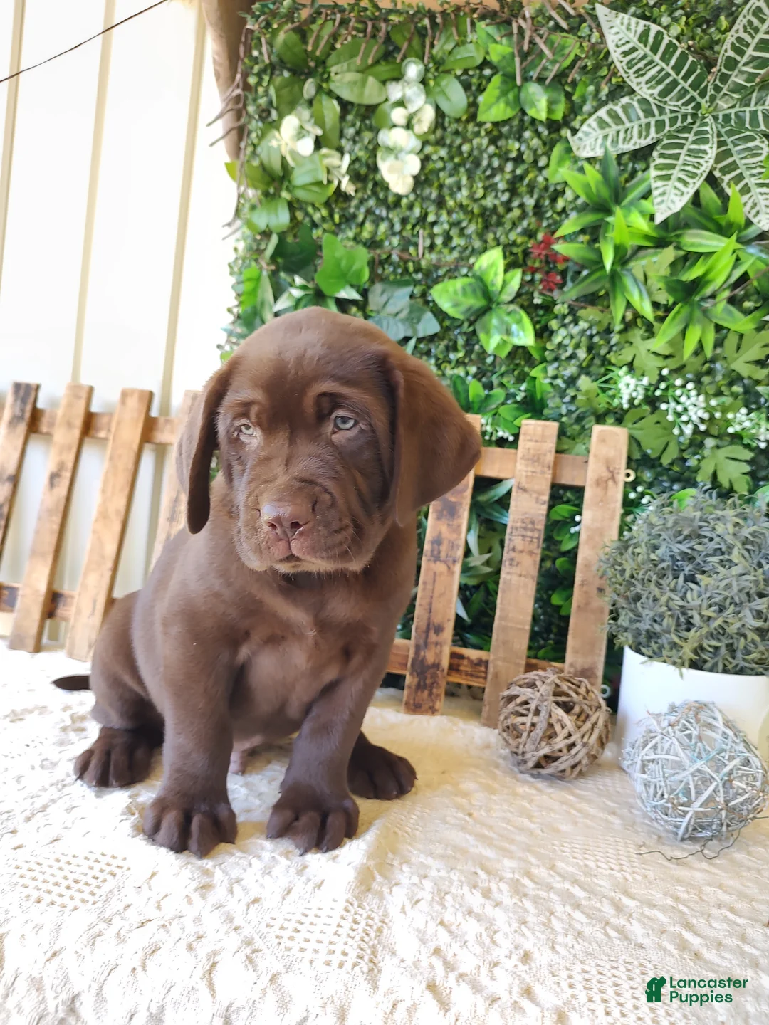 Labrador Retriever dogs for sale: Otis - Ad 2