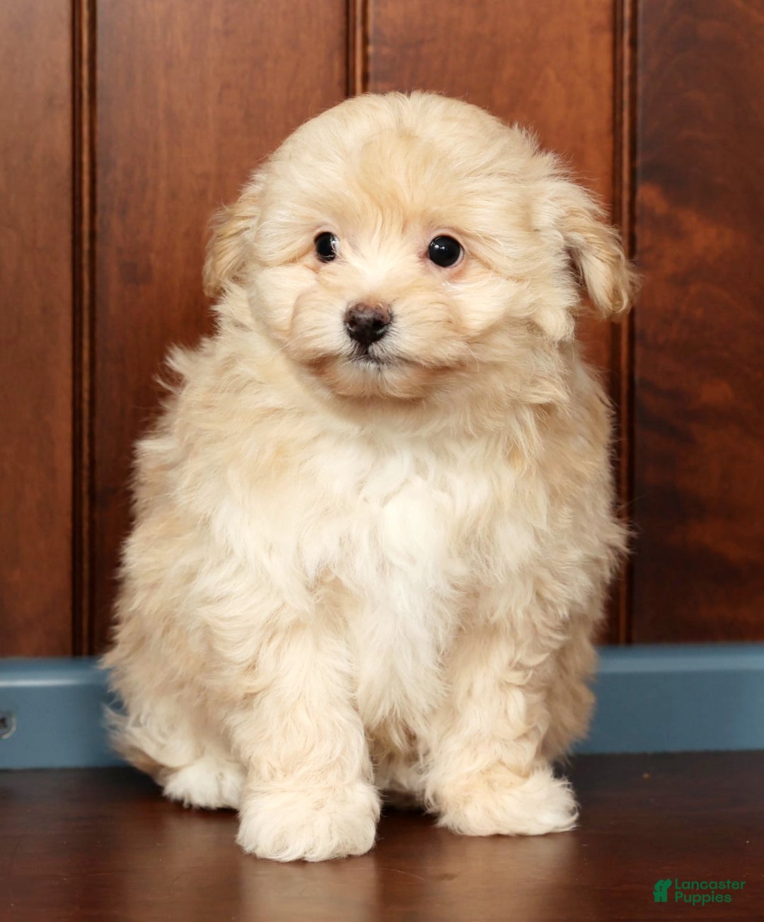 Pomapoo dogs for sale: Thomas - Ad 6