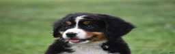 Bernese Mountain Dog dogs for sale: Princess - Ad 7