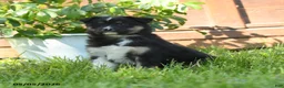 Miniature Australian Shepherd dogs for sale: Geraniam - Ad 2
