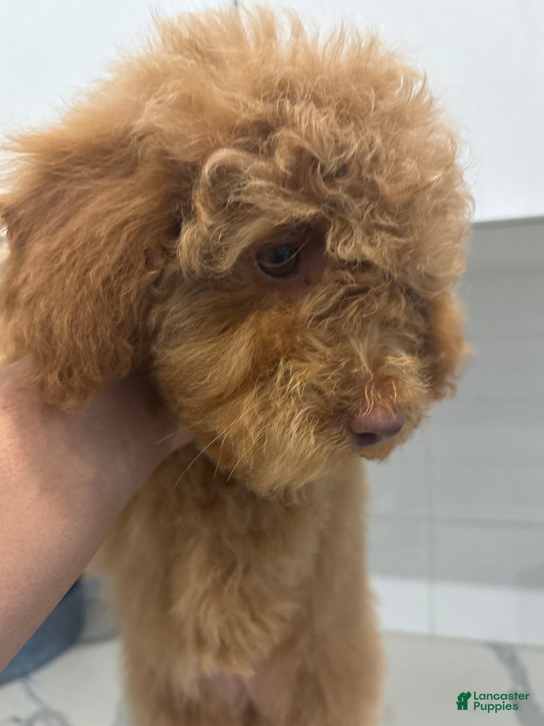 Miniature Poodle dogs for sale: Mike - Ad 5