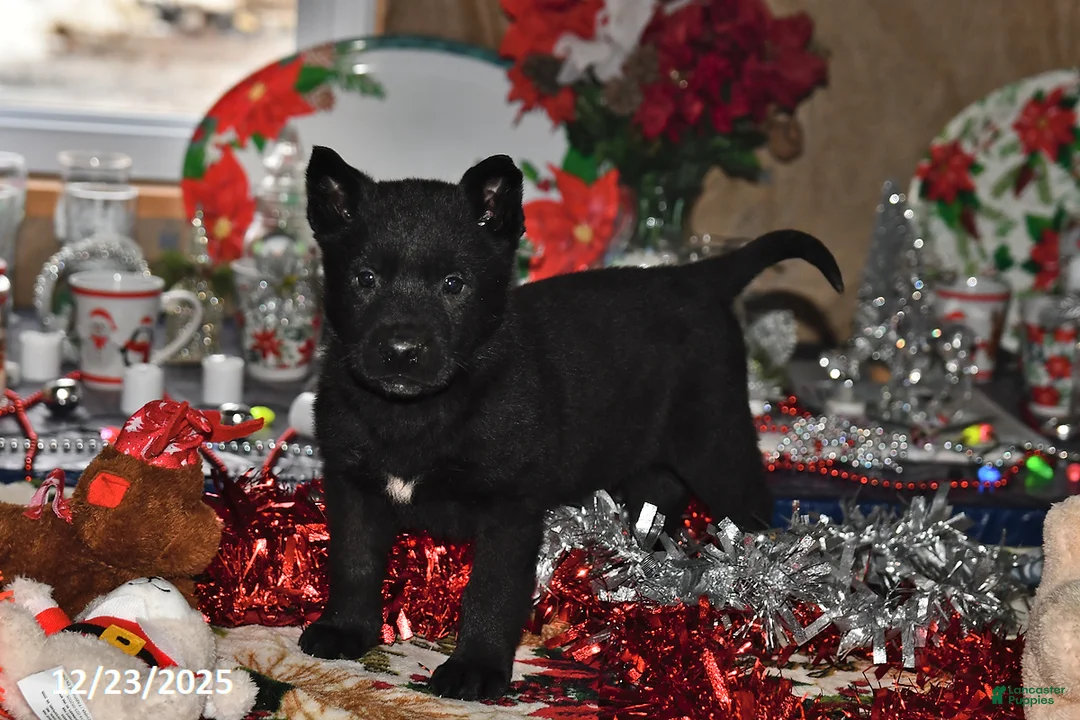 Belgian Malinois dogs for sale: Chase - Ad 8