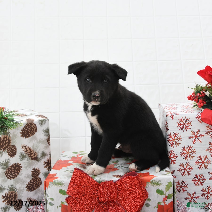 Mixed Breed dogs Good Tidings - Ad 2