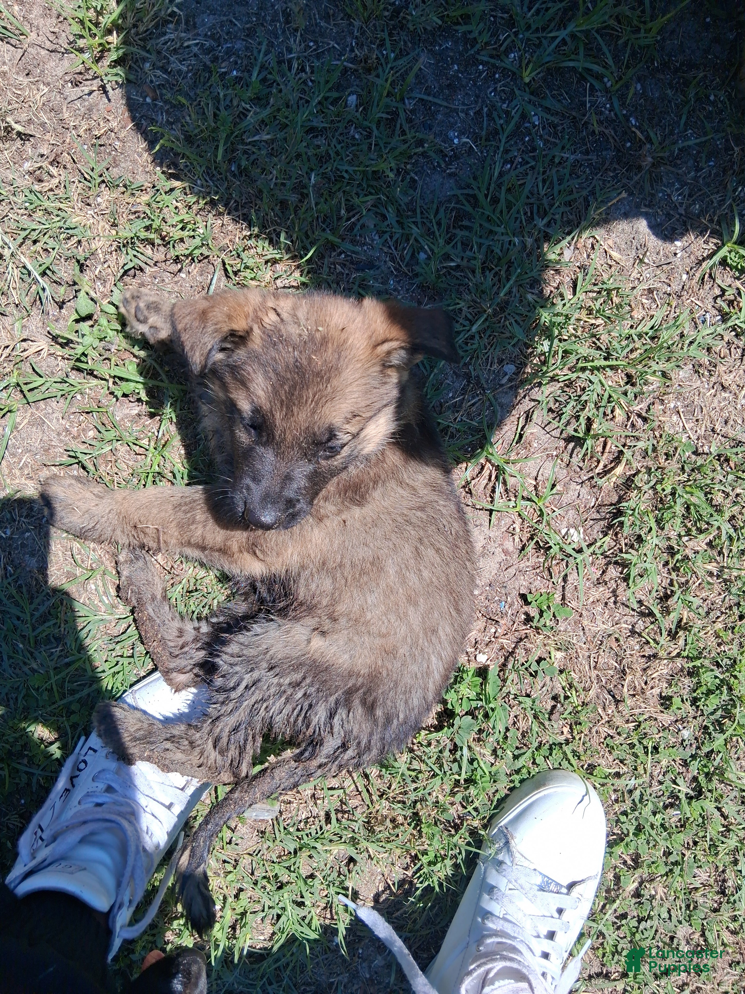 German Shepherd dogs German Shepherd Puppy 4 - Ad 2