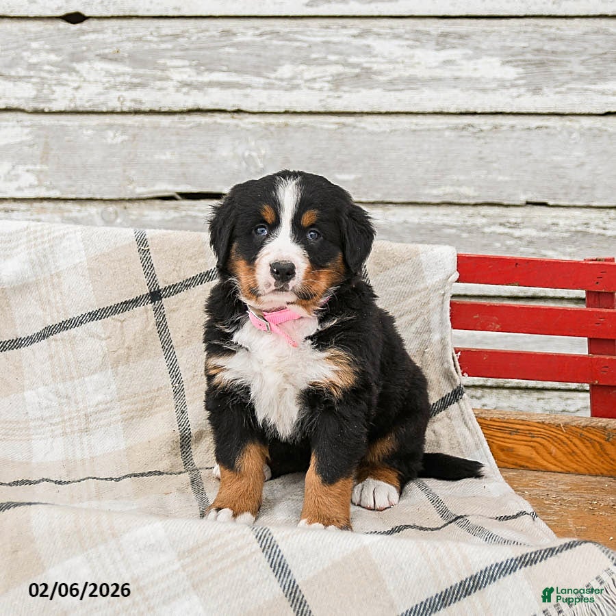Bernese Mountain Dog dogs Millie - Ad 15