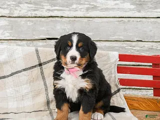 Bernese Mountain Dog dogs Millie - Ad 15