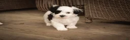 Havanese dogs for sale: Penny Havanese  - Ad 11