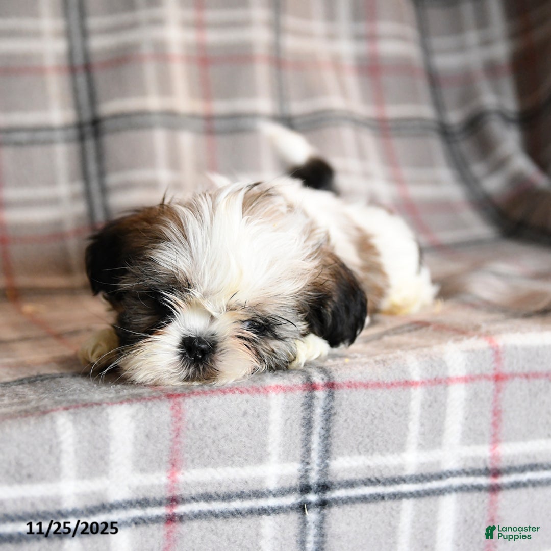 Shih Tzu dogs for sale: Caleb - Ad 4