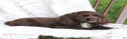 Cocker Spaniel dogs for sale: Kelly - Ad 5