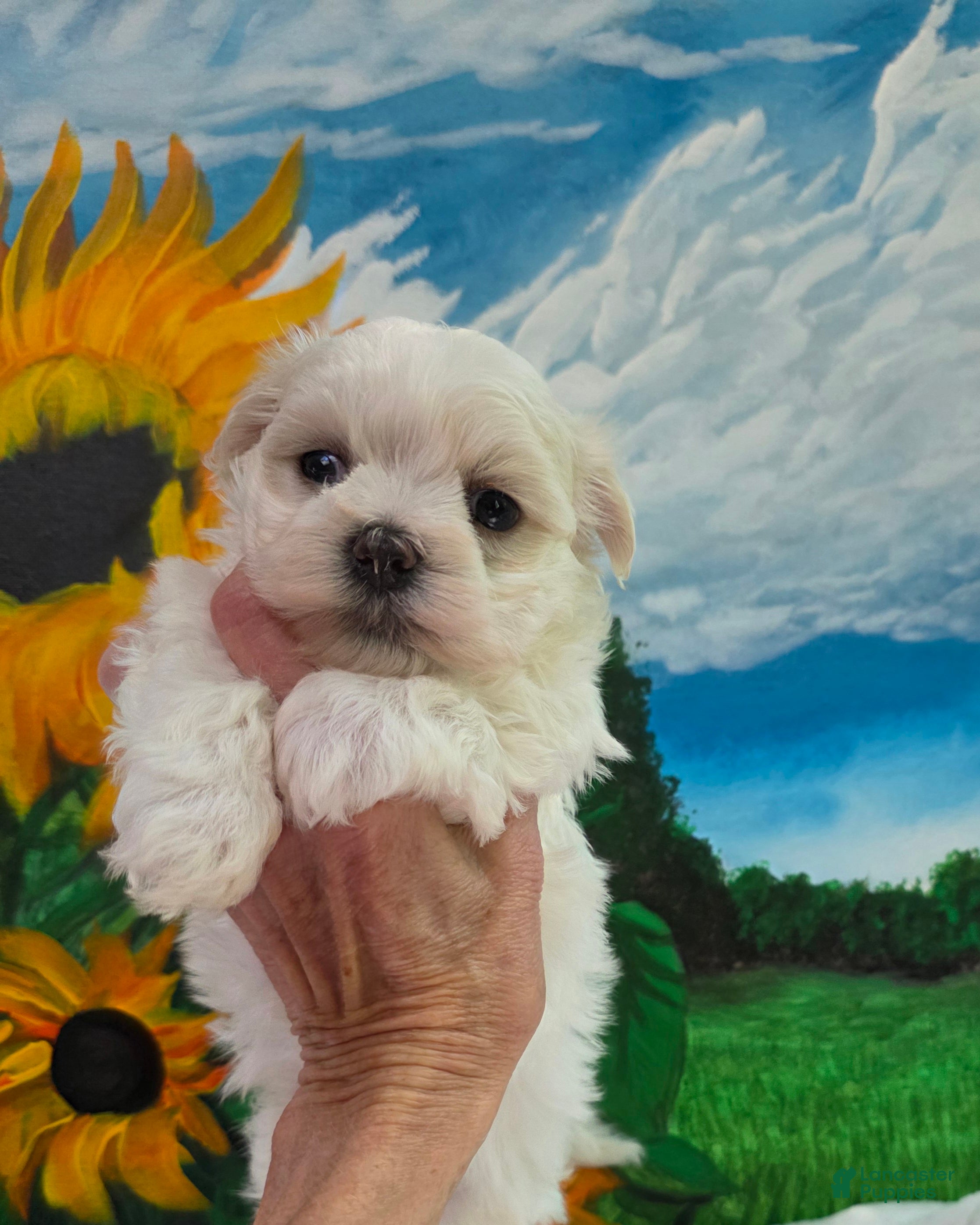 Maltipoo dogs Maltipoo 2 - Ad 2