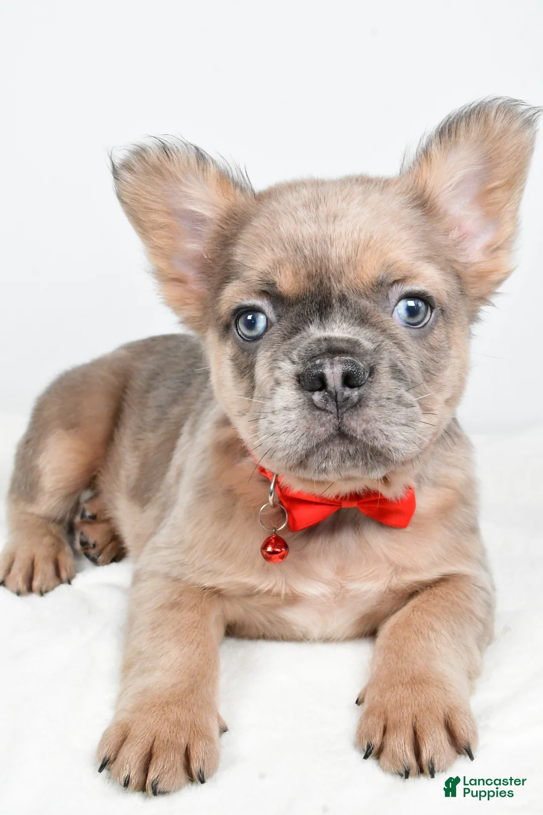 French Bulldog dogs for sale: Chester - Ad 3