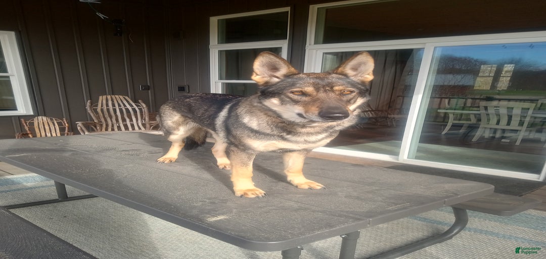 Gallery Image {{count}}