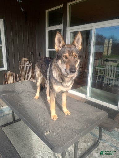 Gallery Image {{count}}