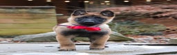 Belgian Malinois dogs for sale: Halo - Ad 7
