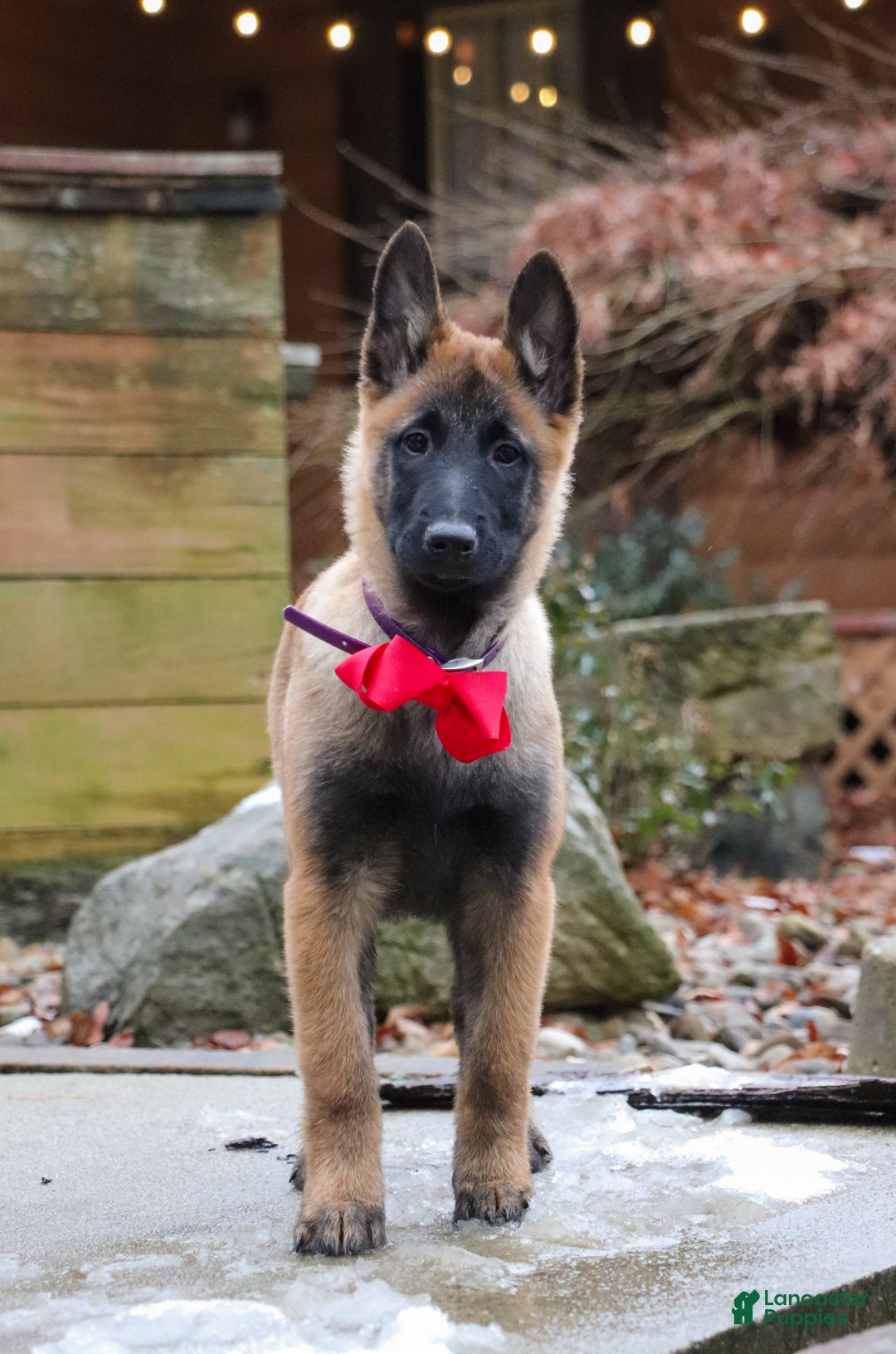 Belgian Malinois dogs for sale: Halo - Ad 7