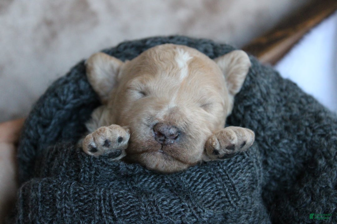 Cavapoo dogs for sale: Biscotti - Ad 5