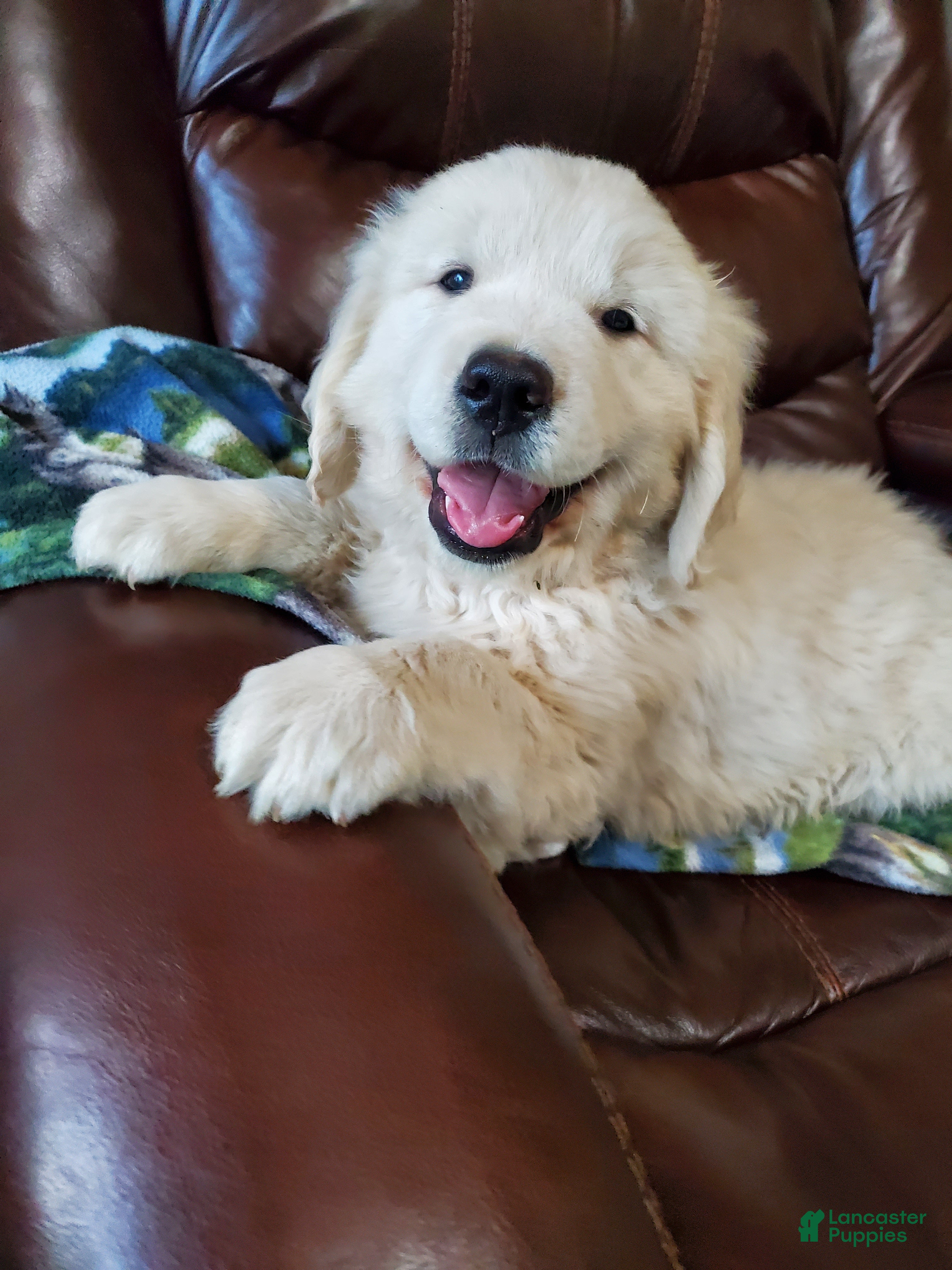 Golden Retriever dogs Pioneer - Ad 1