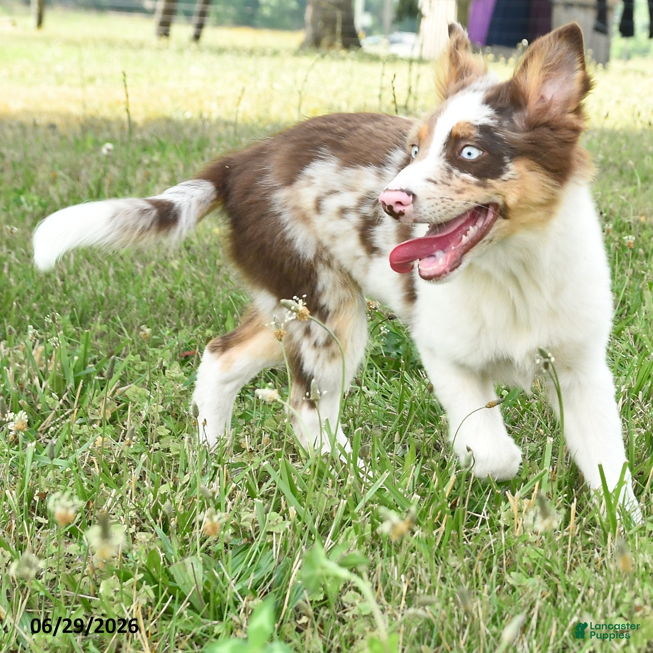 Miniature Australian Shepherd dogs Grover - Ad 2
