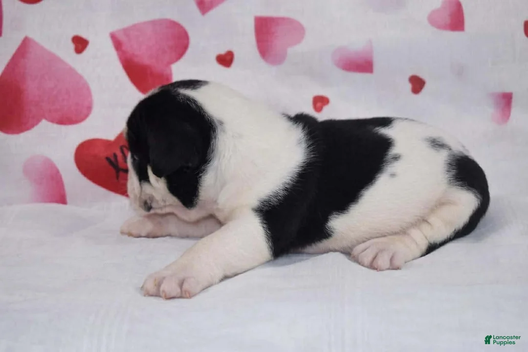 English Bulldog dogs for sale: Daisy - Ad 6