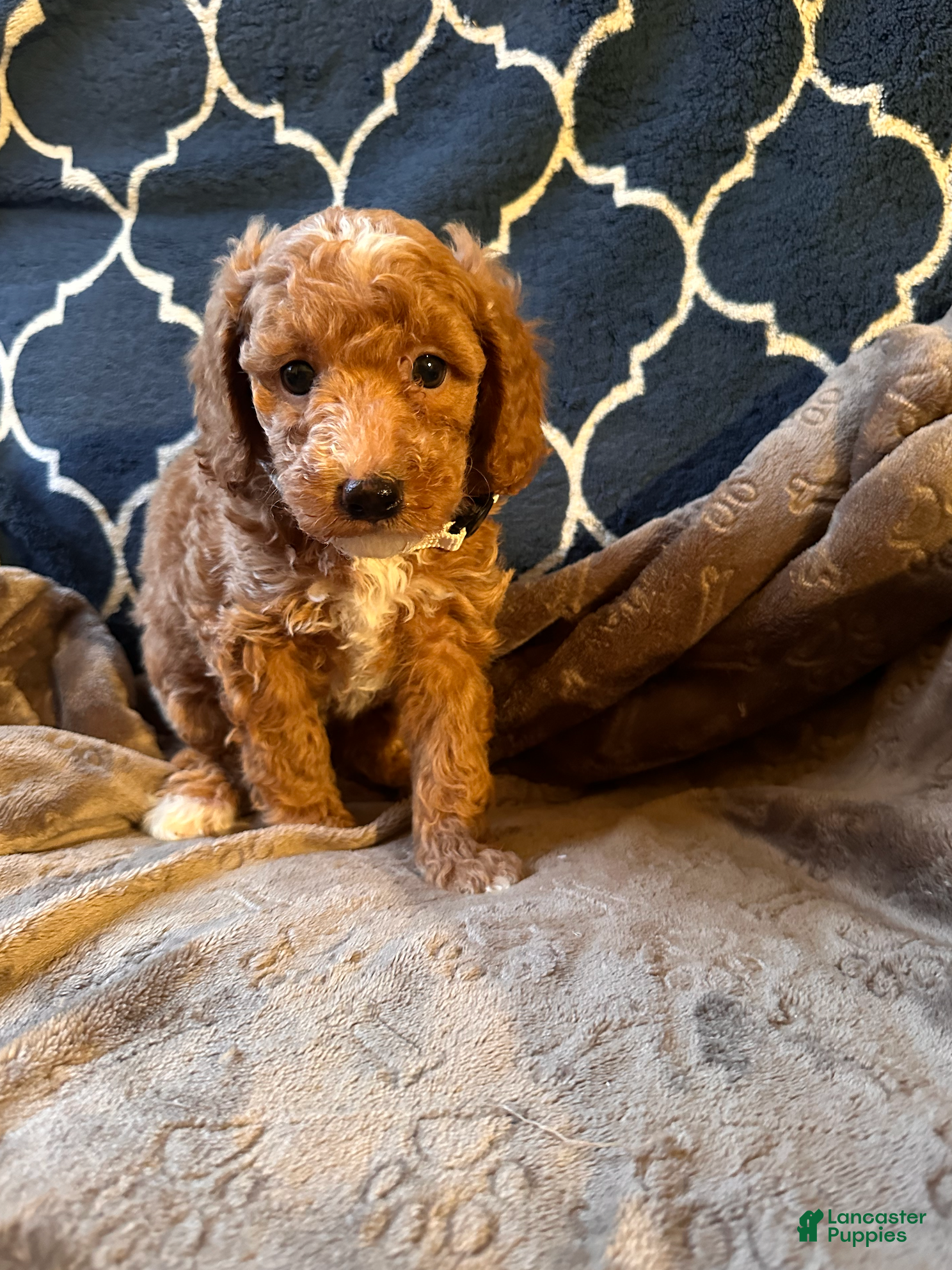 Mixed Breed dogs Hugo- AKC Genetically Tested Parents - Ad 13