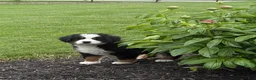 Bernese Mountain Dog dogs for sale: Tulip - Ad 3