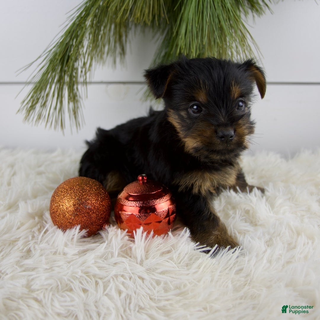 Yorkshire Terrier dogs for sale: Cammy - Ad 4