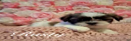 Shih Tzu dogs for sale: Rusty - Ad 5