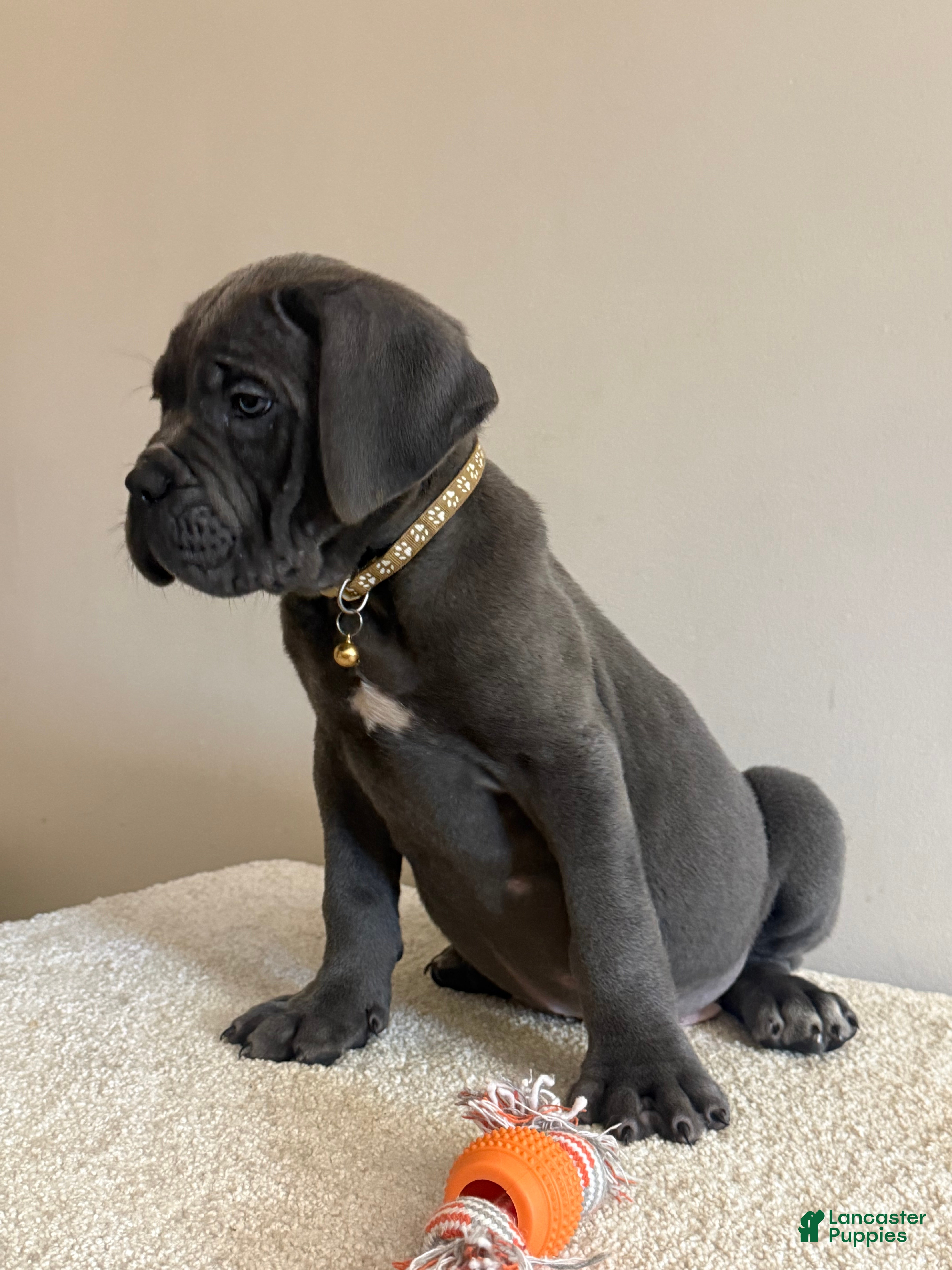 Cane Corso dogs Hulk  - Ad 2
