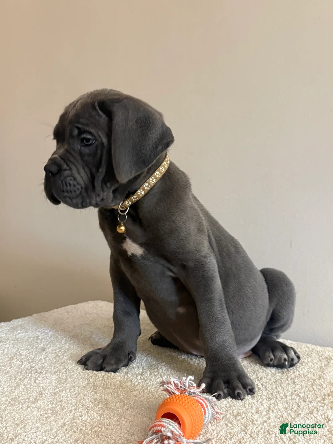 Cane Corso dogs for sale: Hulk  - Ad 2