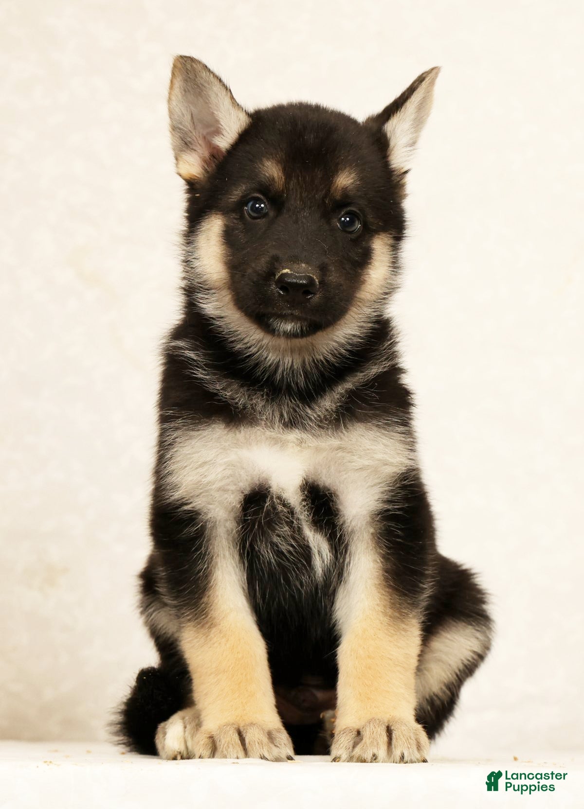 Gerberian Shepsky dogs Tom - Ad 2