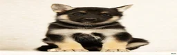 Gerberian Shepsky dogs for sale: Tom - Ad 2