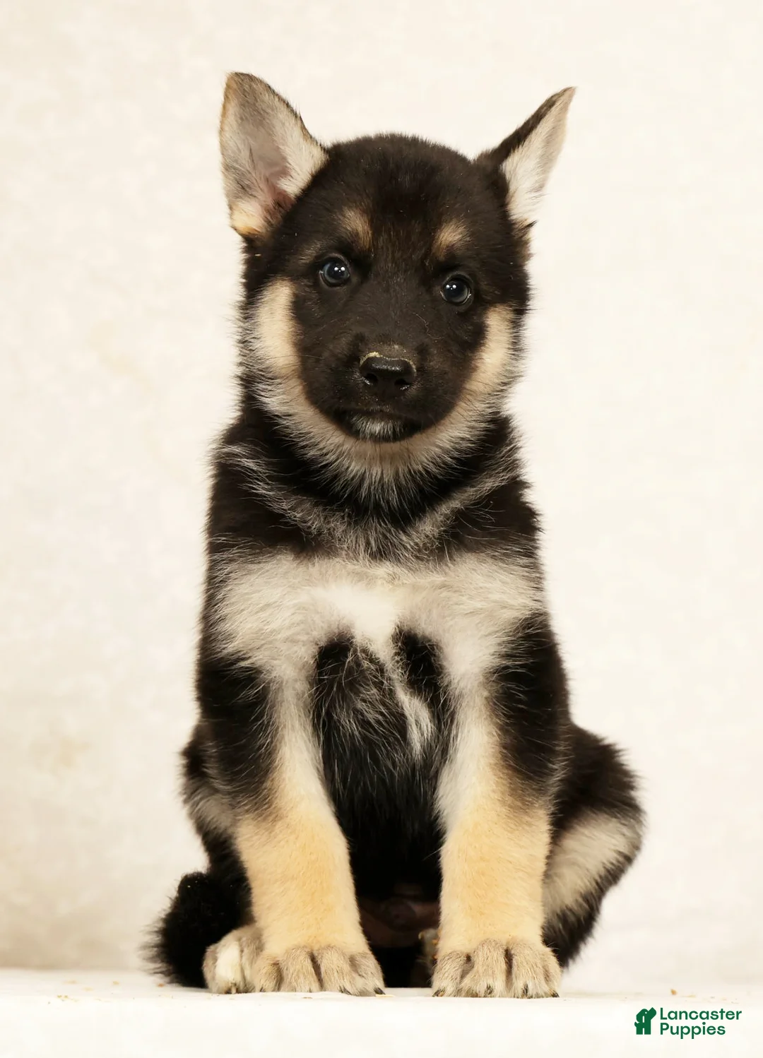Gerberian Shepsky dogs for sale: Tom - Ad 2