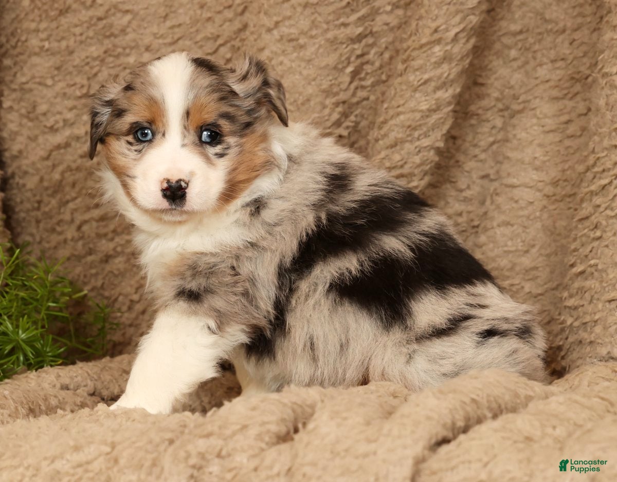 Miniature Australian Shepherd dogs Dawson - Ad 2