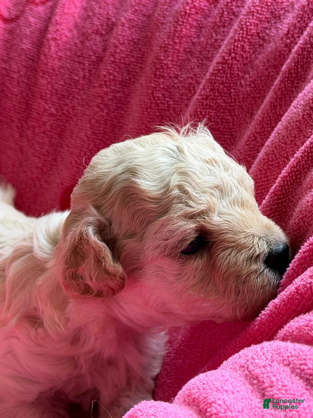 Toy Poodle dogs for sale: Rue - Ad 1