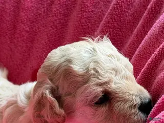 Toy Poodle dogs for sale: Rue - Ad 2