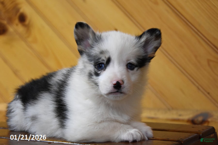 Welsh Corgi Pembroke dogs Skye - Ad 41