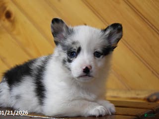 Welsh Corgi Pembroke dogs Skye - Ad 28