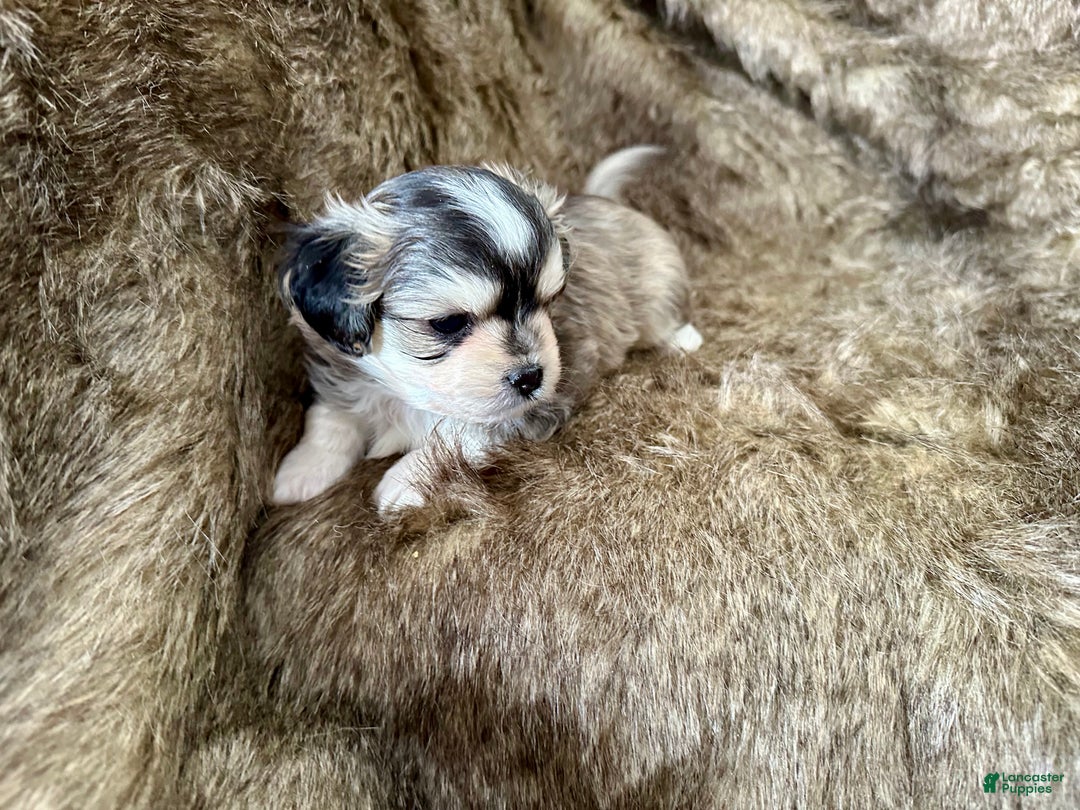 Mixed Breed dogs for sale: Ryan - Ad 2