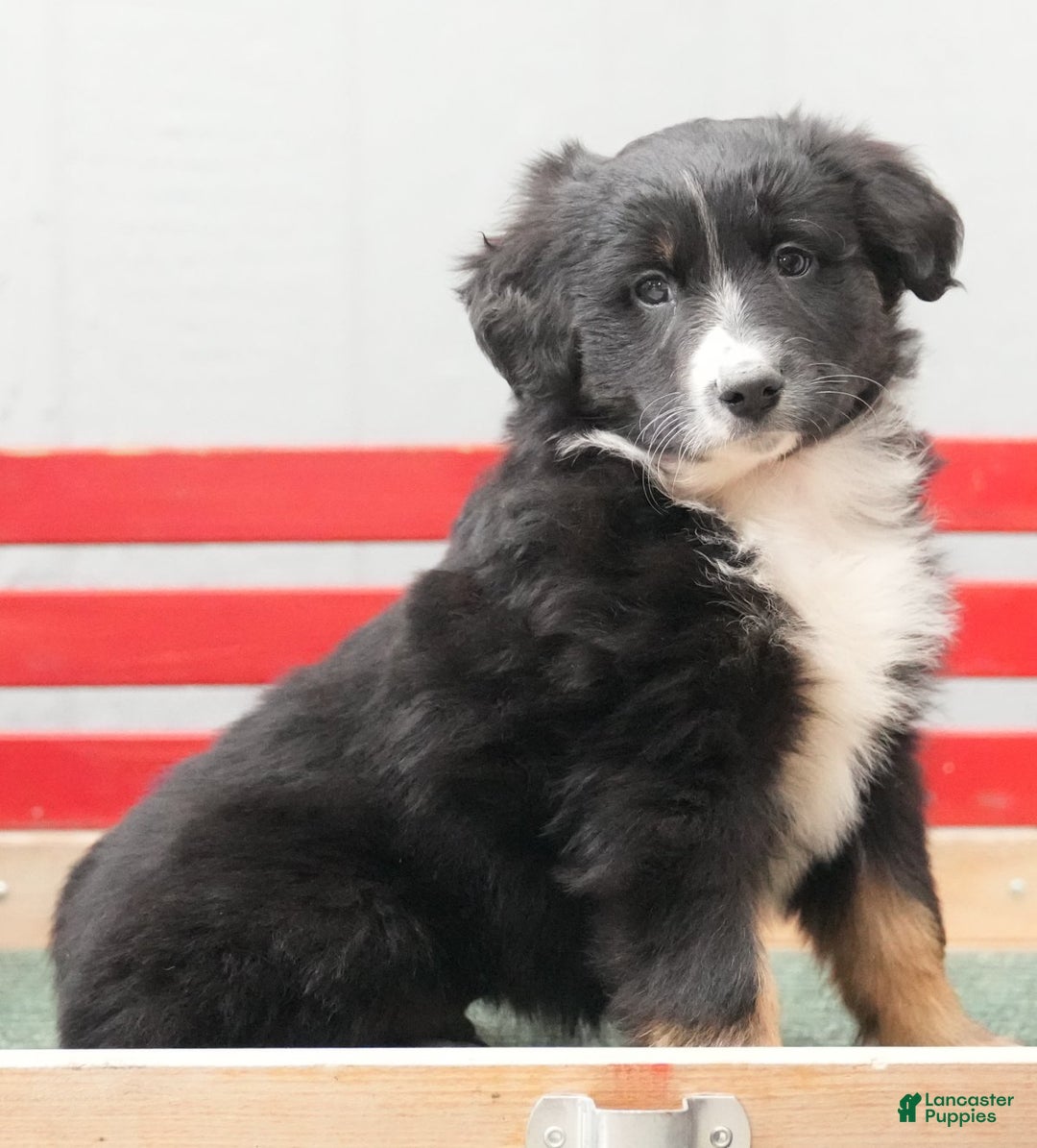 Australian Shepherd dogs for sale: Craig - Ad 5