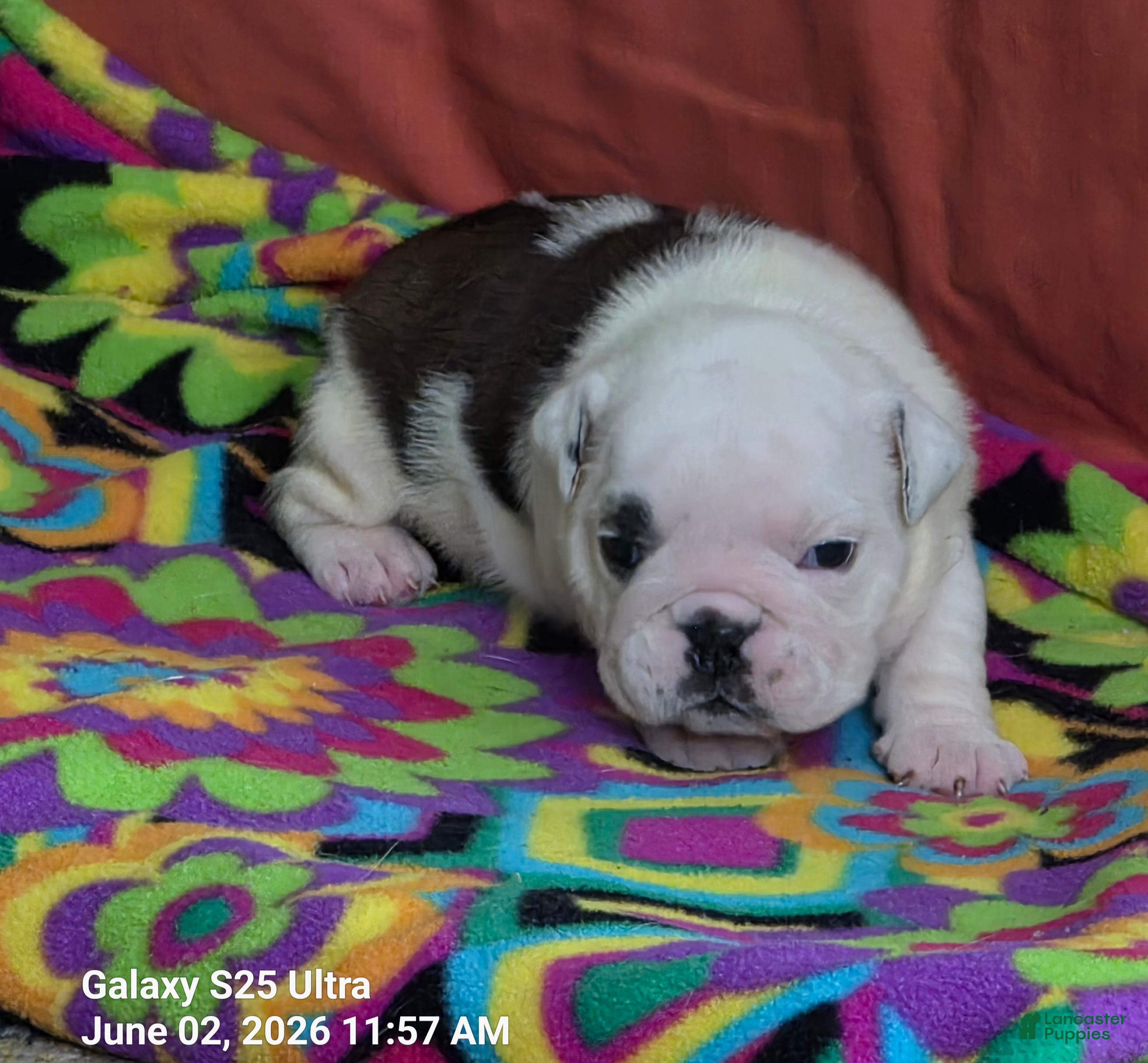 English Bulldog dogs Rynlee  - Ad 4