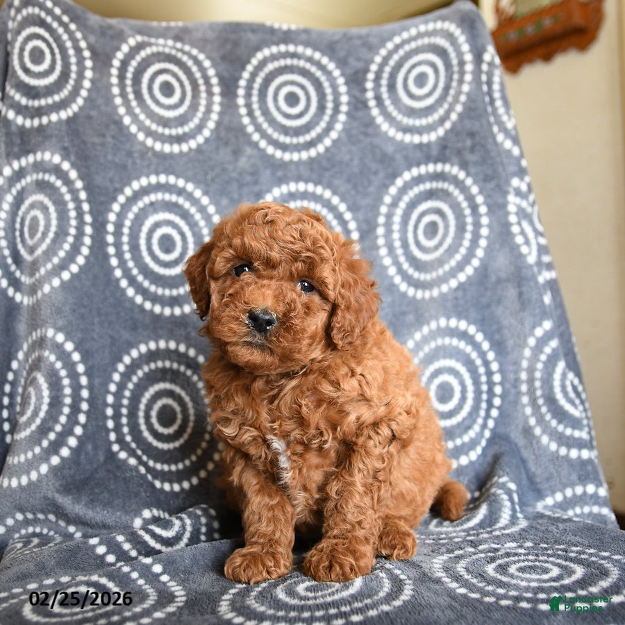 Mini Goldendoodle dogs Brady - Ad 2