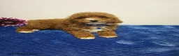 Toy Poodle dogs for sale: Willis - Ad 1