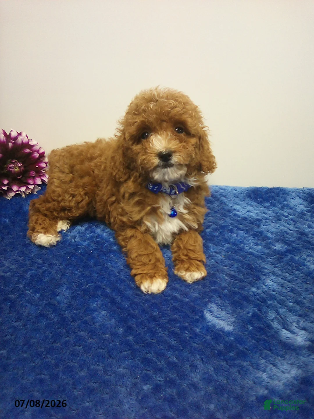 Toy Poodle dogs for sale: Willis - Ad 1