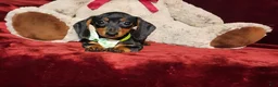Miniature Dachshund dogs for sale: *LOLA* - Ad 3