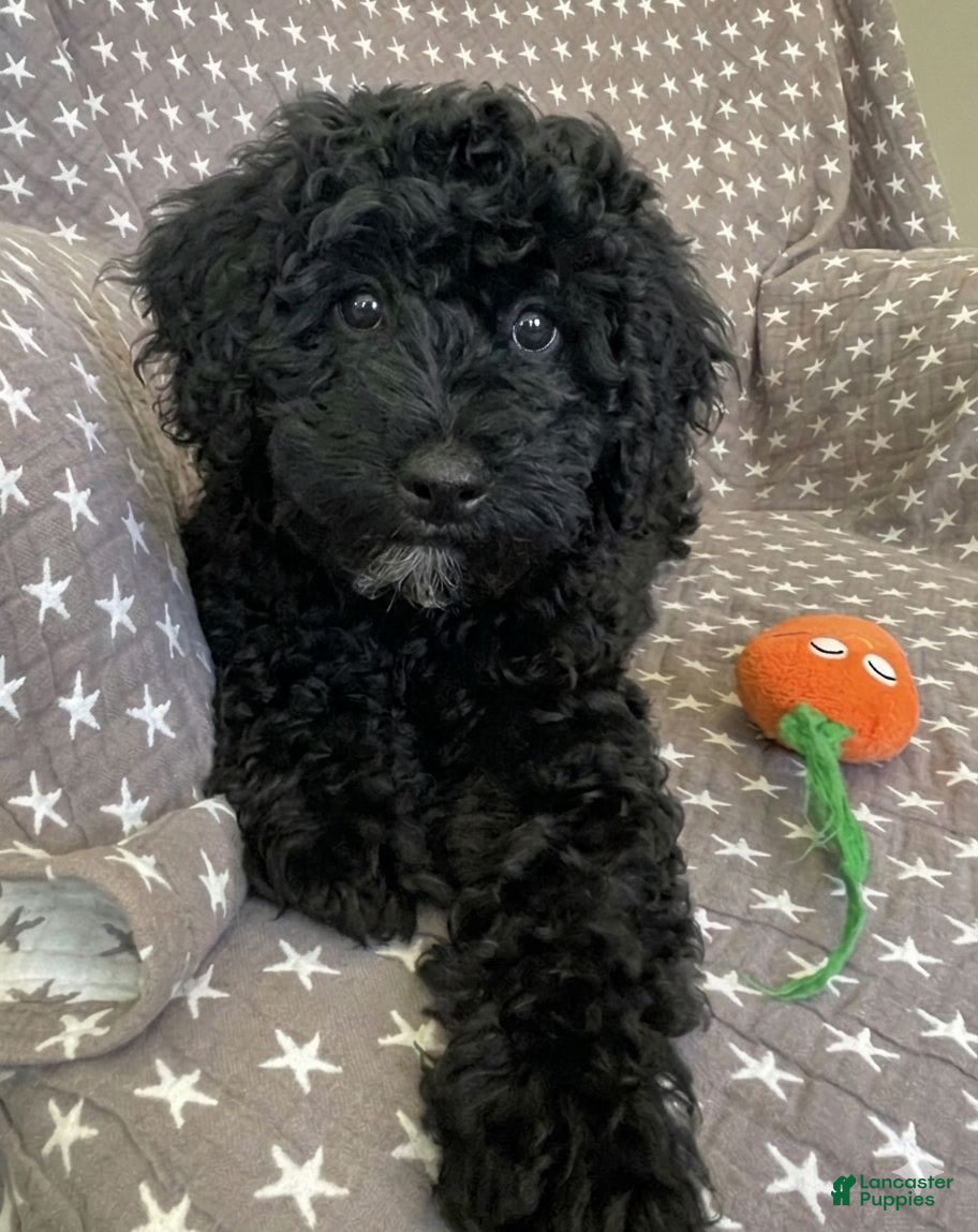 Mixed Breed dogs Orange - Ad 2